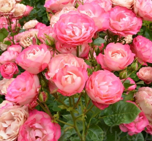 Снимок экрана_21-2-2025_10436_zolotoy-kashtan.ru