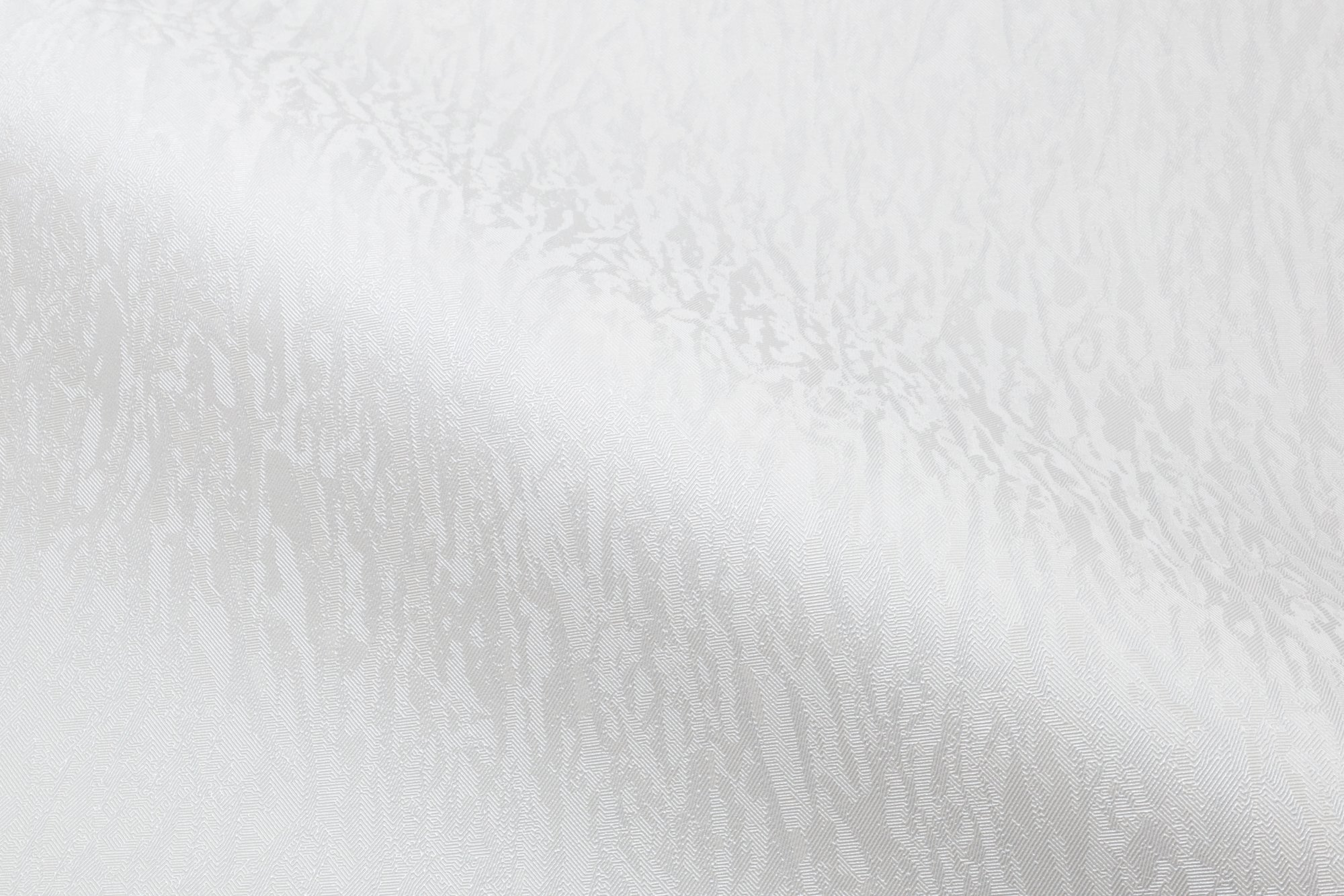 CAT_MACRO_PHOTOuI_HC31236-14_(4)