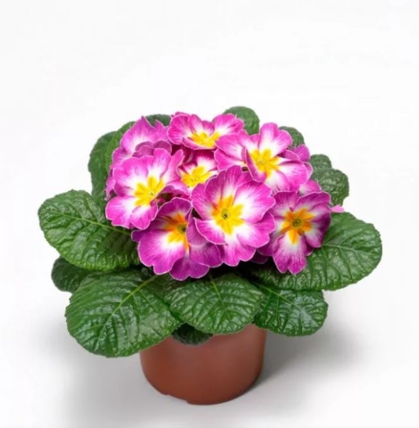 Снимок экрана_8-2-2025_11038_rastmir74.ru