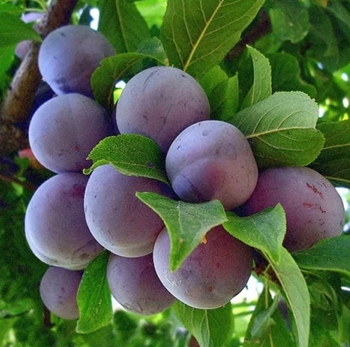 Снимок экрана_5-5-2025_16506_xn----8sbekbt4bgkof8d.xn--p1ai