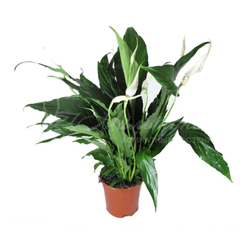 d06a4e08ab2105b4c88c071f83799404