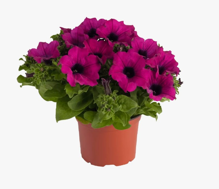 петуния в горшке