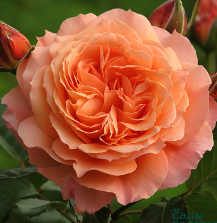 Снимок экрана 2025-02-18 105648