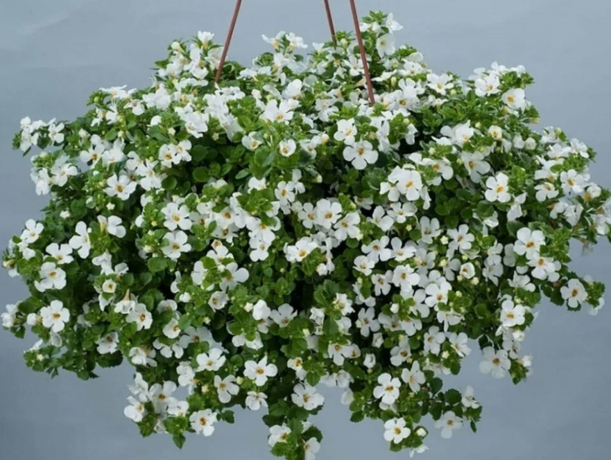 Снимок экрана_10-6-2025_1343_yandex.ru