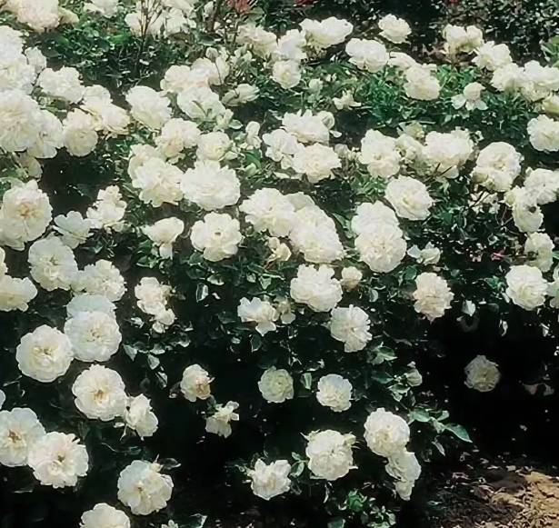 Снимок экрана_21-2-2025_95531_yandex.ru