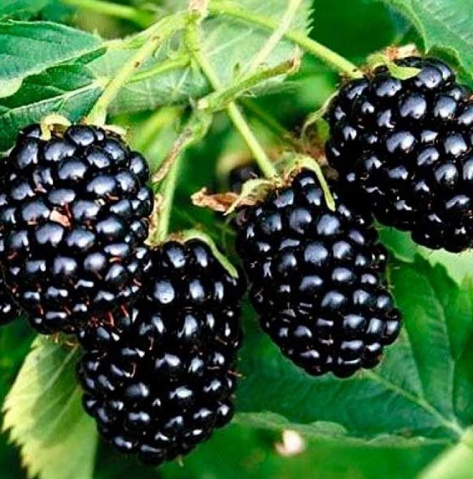 Снимок экрана_3-5-2025_151238_kazan.pitomnik-rose.ru