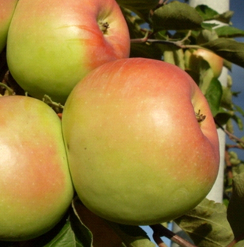 Снимок экрана_5-5-2025_161350_www.biosfera-kazan.ru