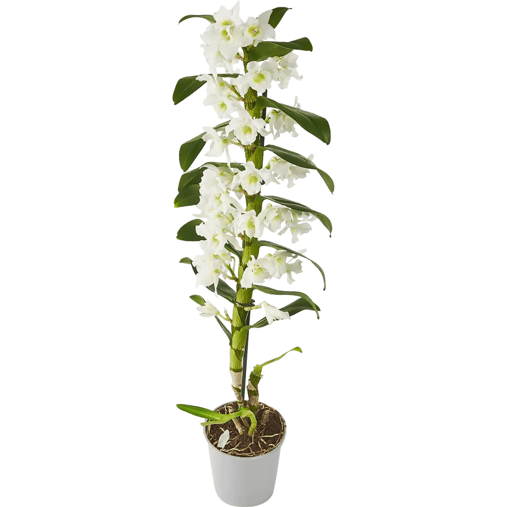 Tsvetok_v_kashpo_Orkhideya_Dendrobium_Nobile_Apollon_d12_h55_2