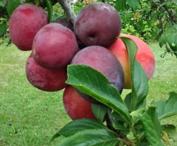 Снимок экрана 2025-04-14 084443