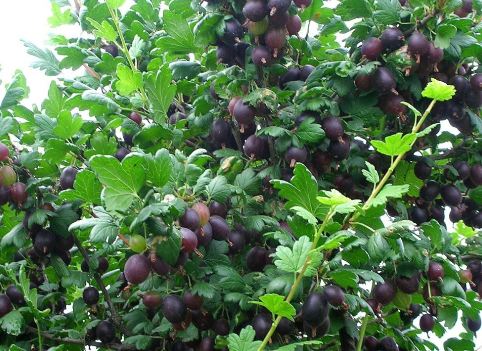 Снимок экрана_5-5-2025_141352_kedr812.ru