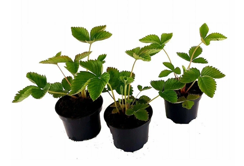 Снимок экрана_7-1-2025_8245_market.yandex.ru