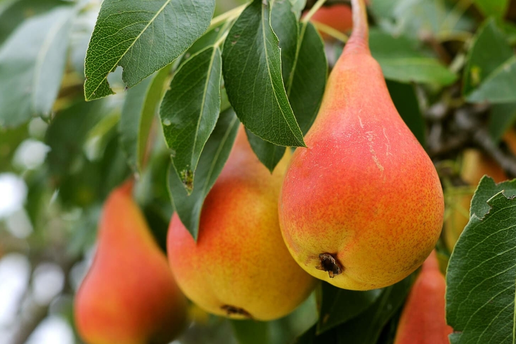 Снимок экрана_5-5-2025_16109_cvetoriya.ru