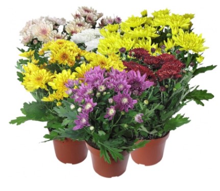 Снимок экрана 2024-11-13 170644