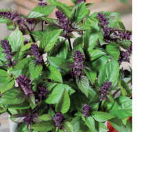 35672