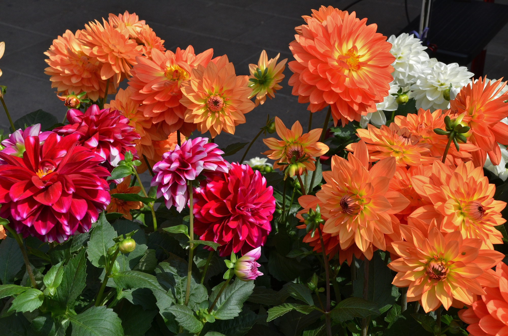 nature-plant-leaf-flower-petal-summer-macro-garden-plants-flowers-dahlia-beautiful-detail-dahlias-floristry-burgundy-flowering-plant-daisy-family-summ