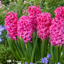 hyacinthus_silvester_17561