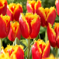 tulip_davenport_16038